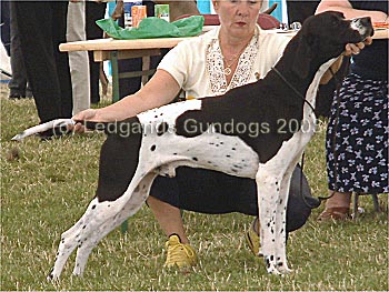 5th Open Dog